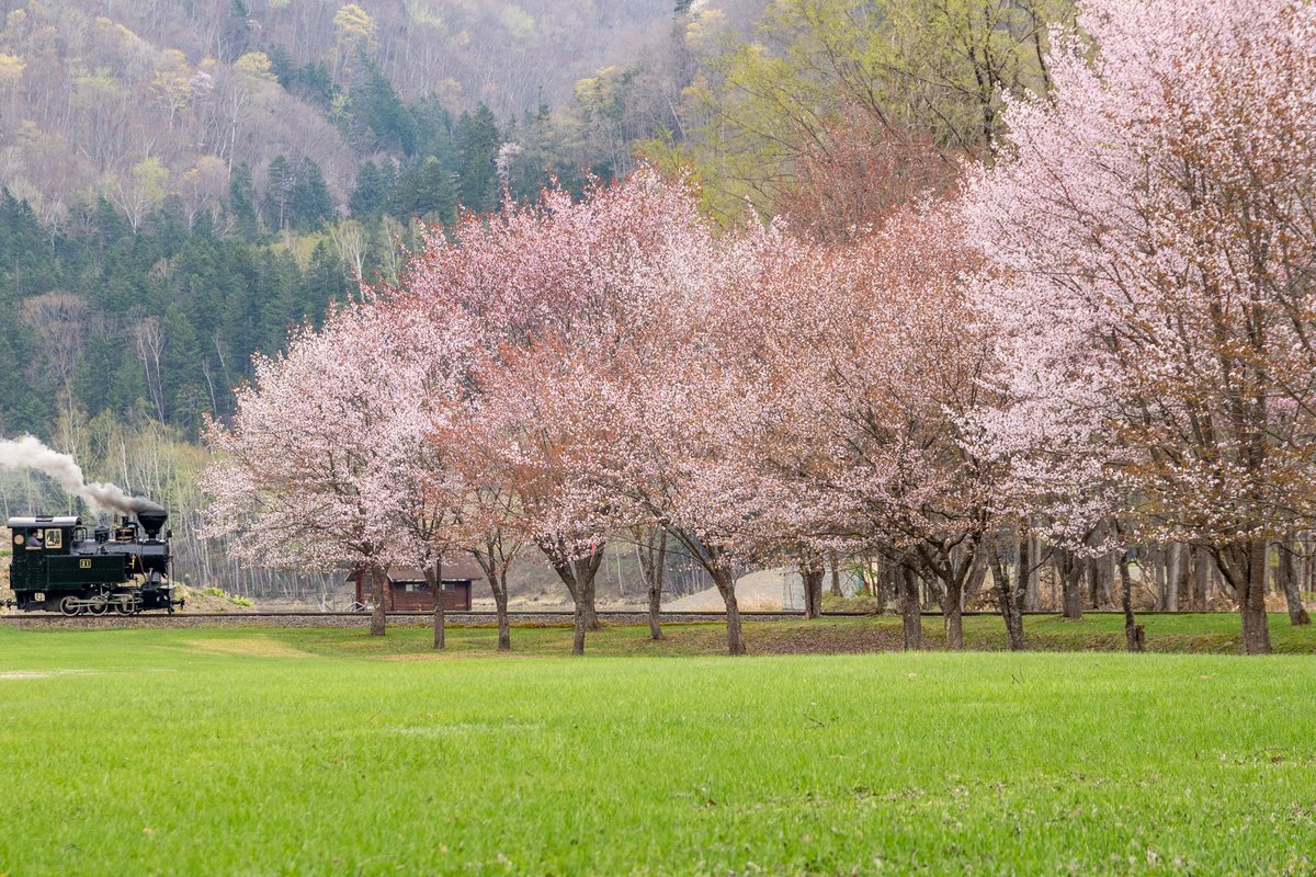 いこいの森に行ってきました。 まだ桜咲いてて良かった～🌸 2024/5/3 #雨宮21号