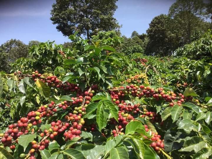 Coffee and tea are more than just beverages, they're cultures, livelihoods, and traditions. Sustainable practices in their production ensure they remain a vital part of our world.