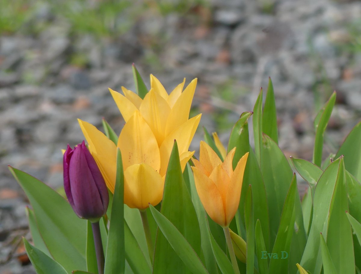 #Olomouc #street #spring #flowers #Tulips 📷 27.3.2024, Olomouc, tř. Svobody