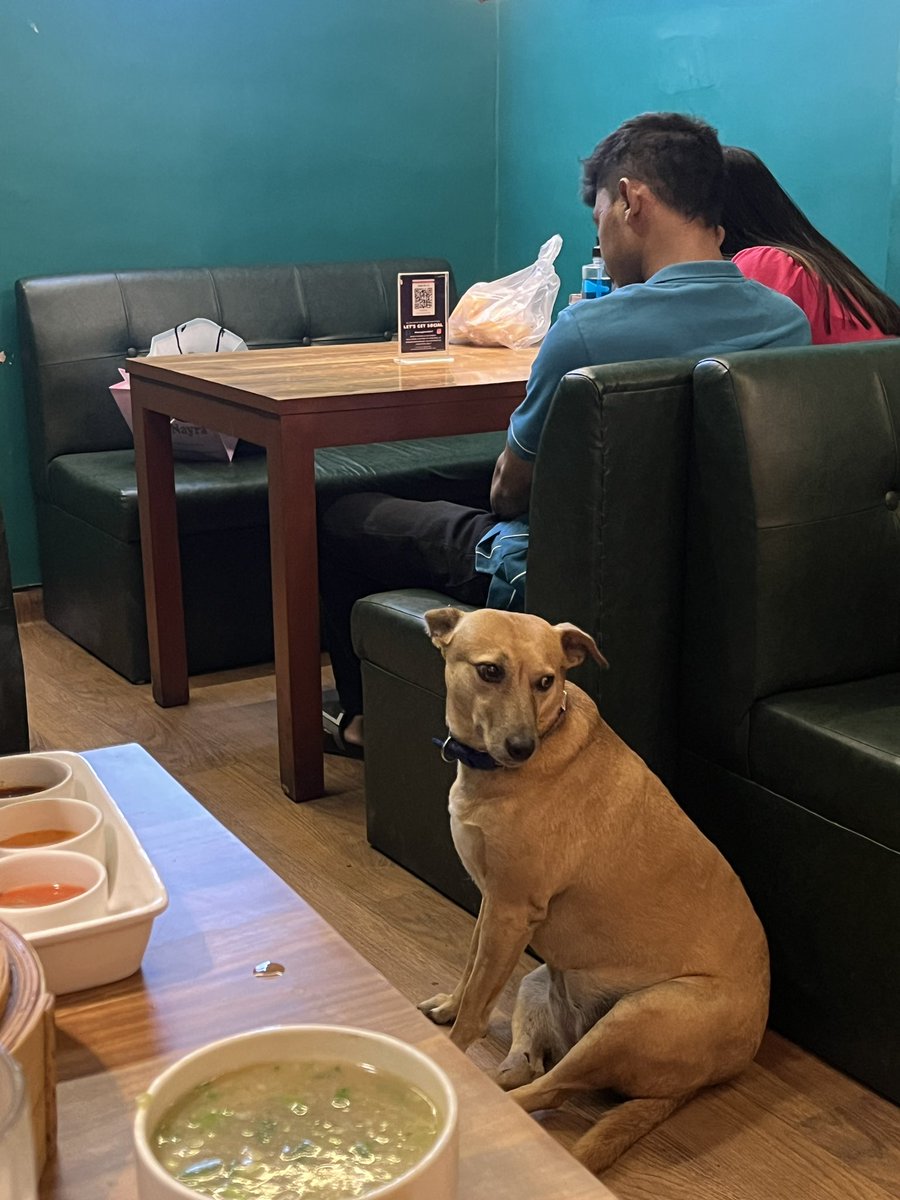 Seeing my Nepali Thali Arrive! Also a very good girl in 3rd photo with Shiny Collar 🐕♥️ (One thing about Delhi is good acceptance of pets in public spaces. And they all behave)