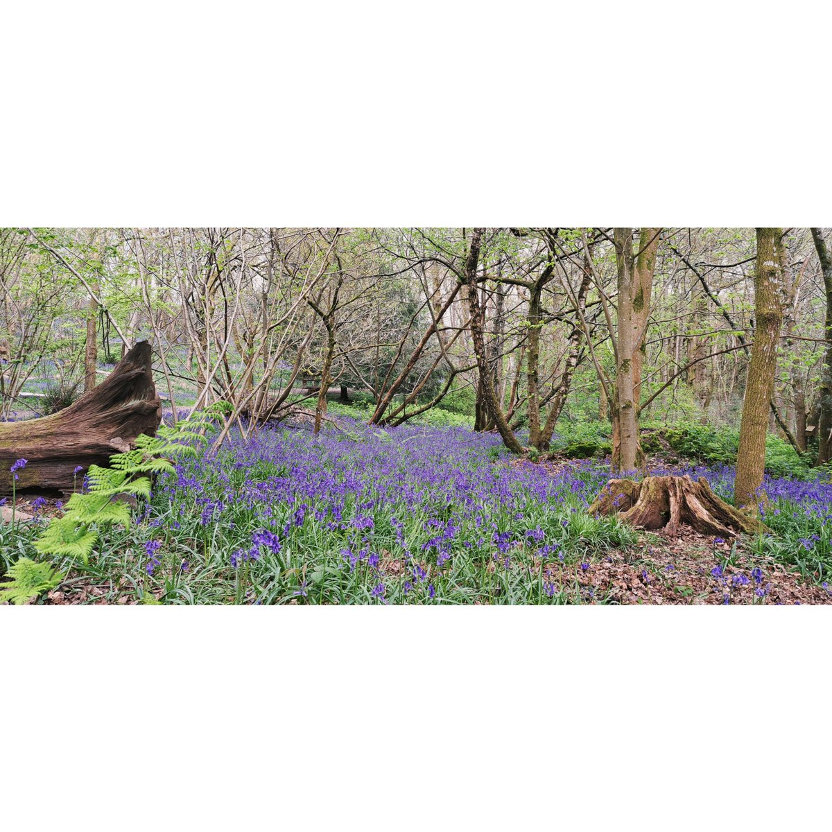 Blue Bell Woods 

#bluebells #bluebellwoods #bluebell #bluebellseason #woodlandphotography #naturephotography #springtime #ukphotography #standenhouseandgarden