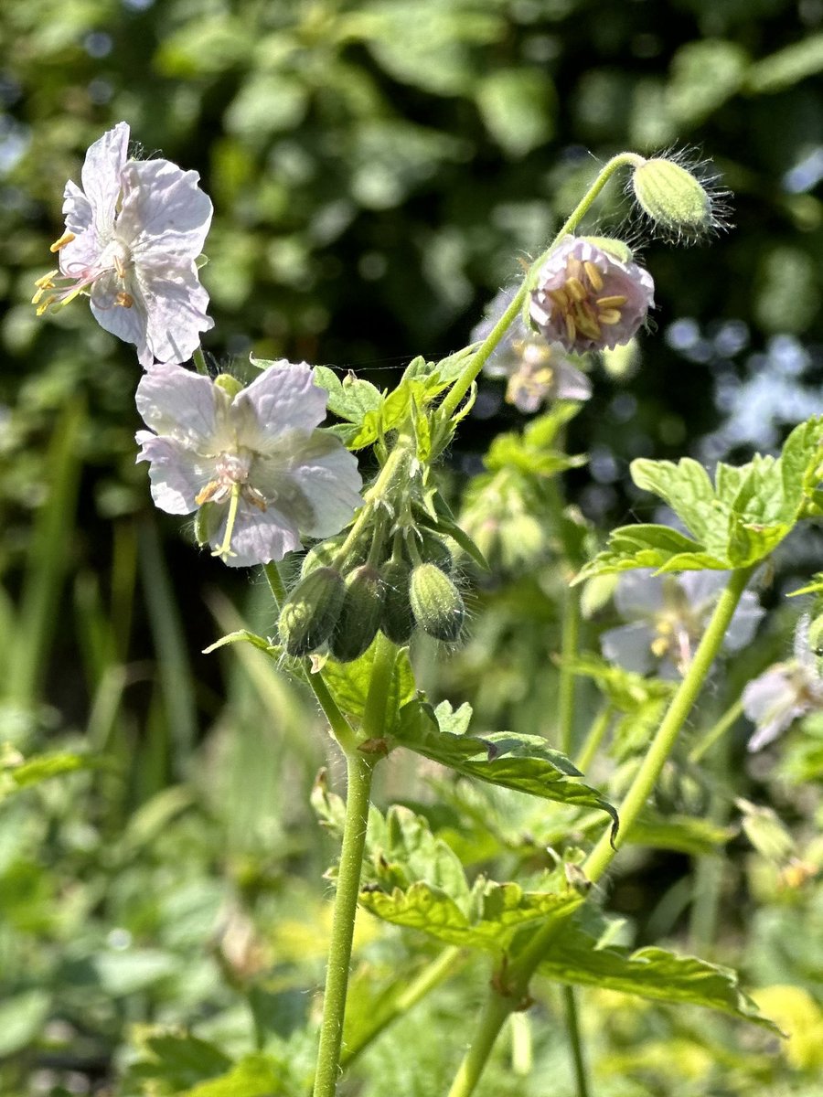 Geranium phaeum ‘Stillingfleet Ghost’ is full of flower now and enjoying the sunshine. #geraniumphaeum #stillingfleetghost #whiteflowers #geranium #hardyplants #peatfree #plantnursery #lincolnshire #seagatenurseries