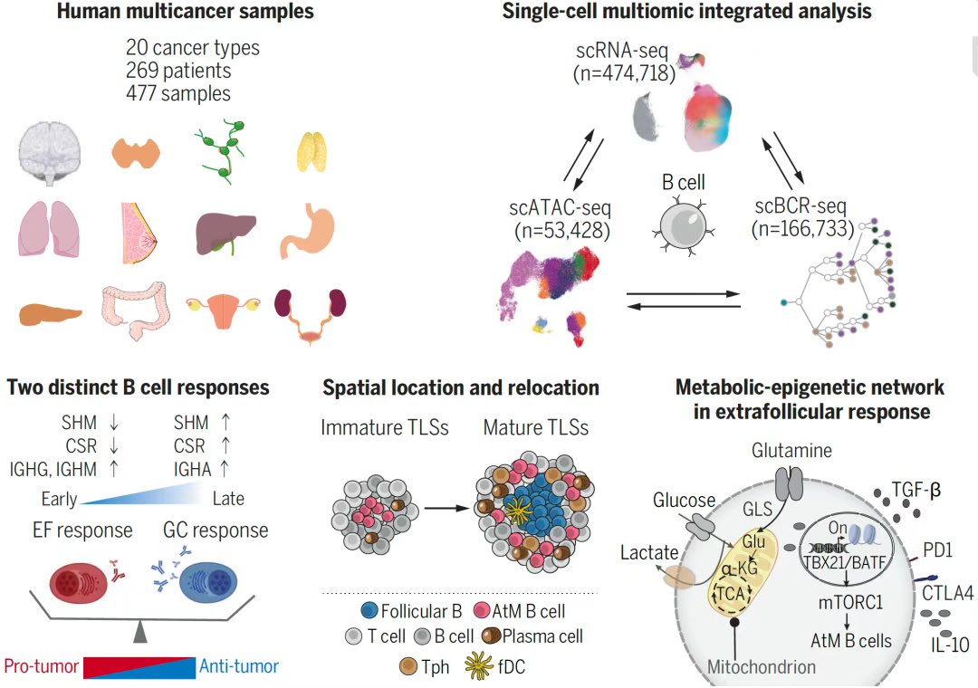 A blueprint for tumor-infiltrating B cells across human cancers

@ScienceMagazine @Hegel00357002 #Meded #MedX #Cancer #immunity #Oncology @OncoAlert @oncodaily 

science.org/doi/10.1126/sc…