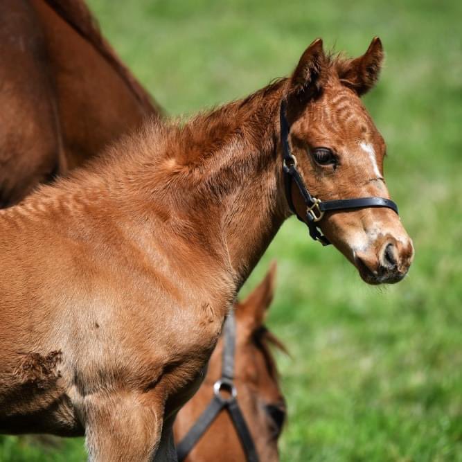 On a grey morning, we are bringing the sunshine this #FoalFriday introducing the first foal out of Gifted Gold. 🐴⛅️ Sired by Cracksman, who was hailed as the best three-year-old since Frankel. This colt will hopefully get Gifted Gold off to a flying start as a broodmare. 🏆