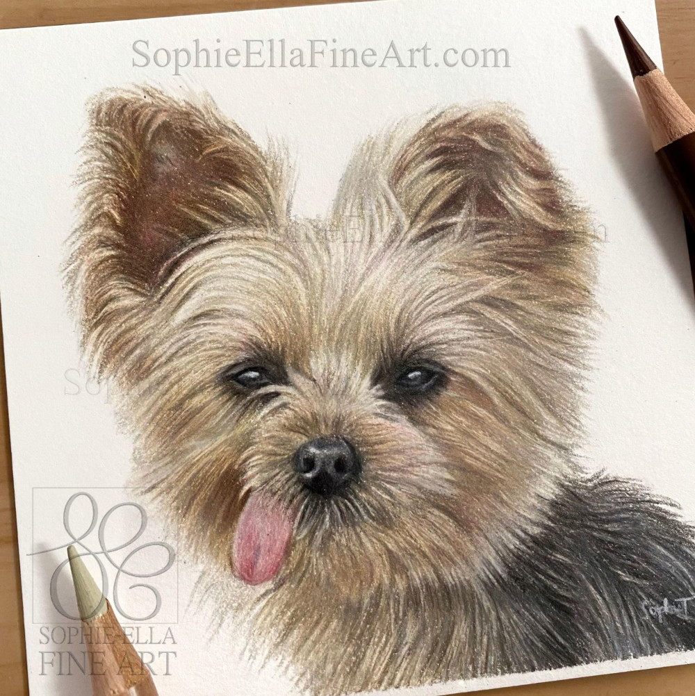 This is another of my popular 4x4' mini-pet portraits featuring Shoshanna. The way her little tongue is sticking out is so cute! 🩷  sophieEllaFineArt.com
#animaldrawing #artcommission #dogdrawing #giftidea #petportrait #petportraitartist #dogcommission #realisticdogportrait