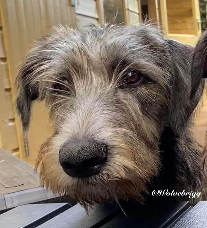 Two years ago today we lost our precious girl Reilly at just 11 months old. She was such a beautiful and mischievous young girl, who we miss so very much. The pain doesn’t go away but Reilly left us with so many happy memories in her short life💜 #IrishWolfhound #dogs #DogsofX