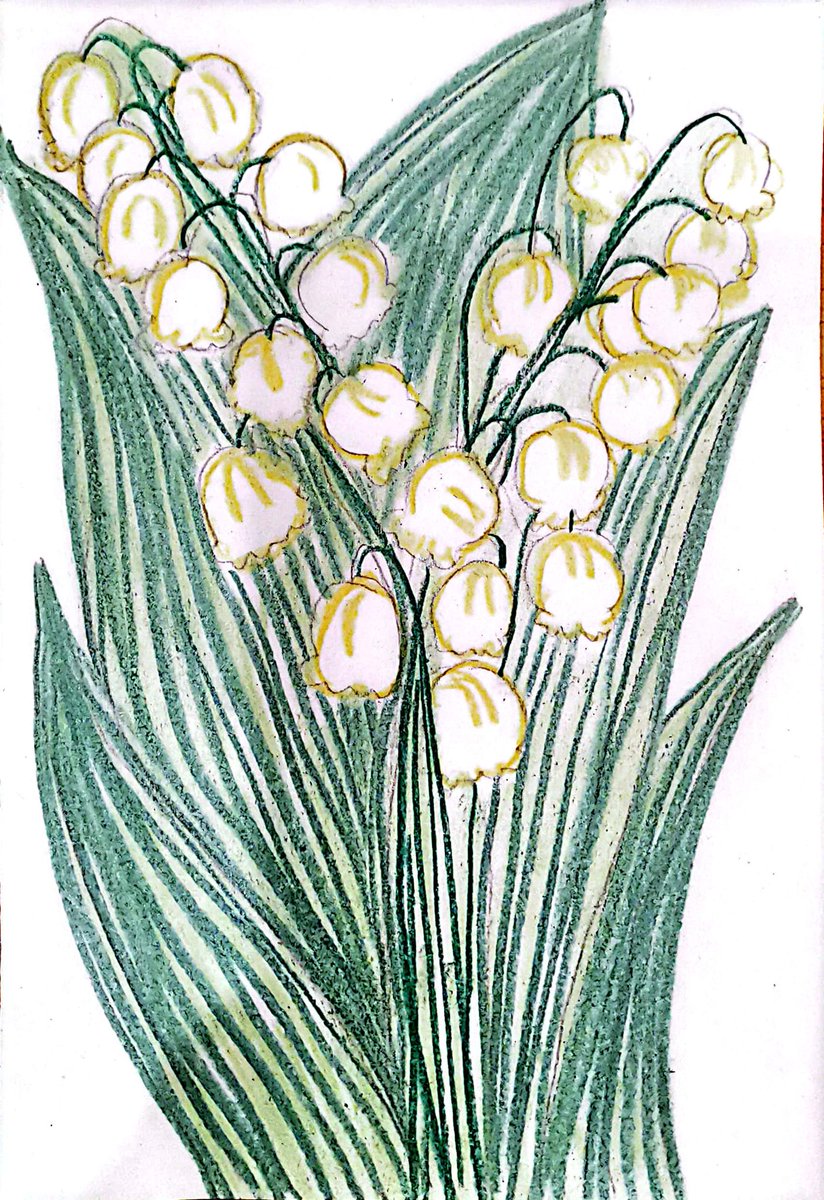 #May2024

#lilyofvalleys

Day 3 Draw lily of valleys

“I am the rose of Sharon, and the lily of the valleys.”

#SongofSolomon

#gratitudetherapy
#journalingtherapy 
#manifestationtherapy 
#drawingtherapy
#coloringtherapy
#mandalarttherapy
#mindfulnesstherapy
#doddlearttherapy