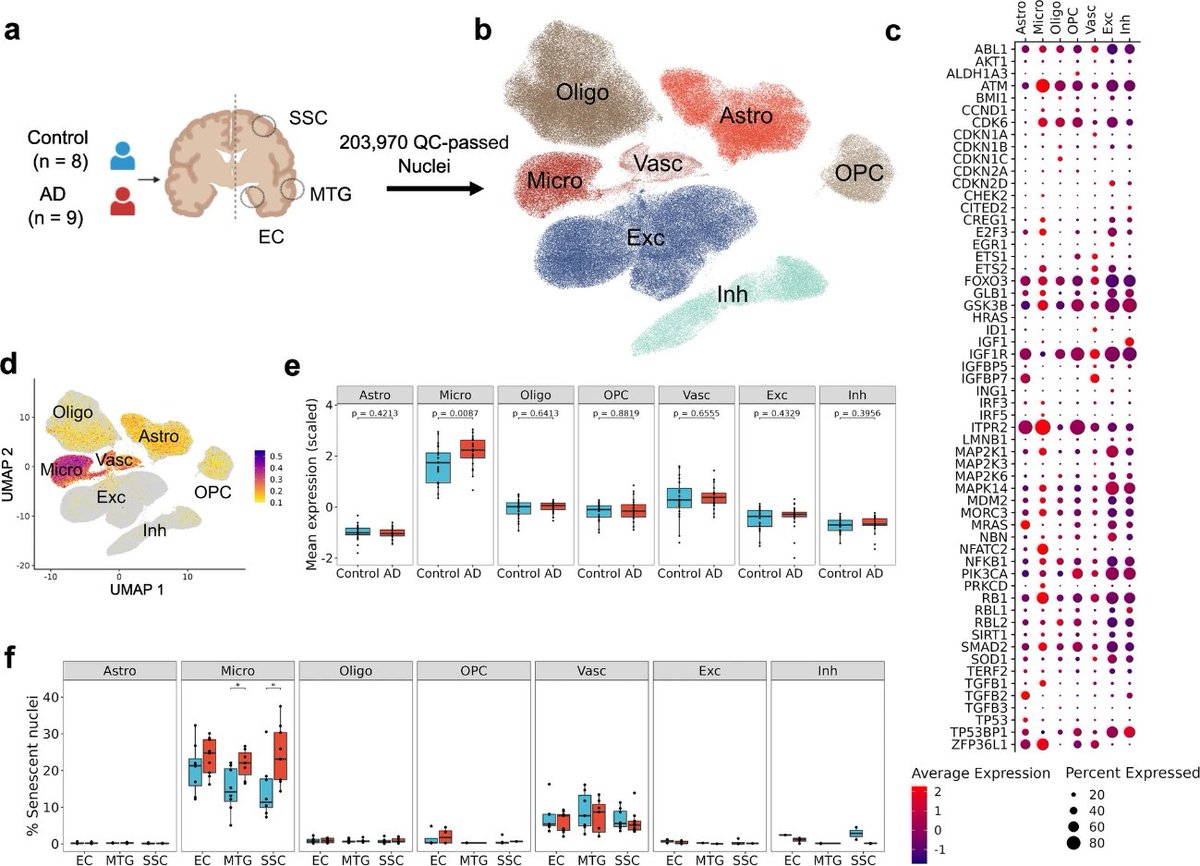 Characterisation of premature cell senescence in Alzheimer's disease using single nuclear transcriptomics link.springer.com/article/10.100…