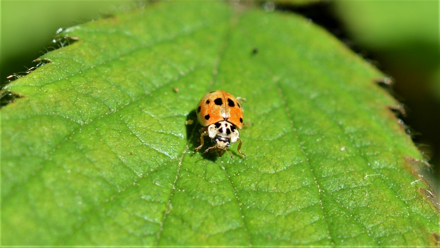 Our Ladybirds of Ireland dataset has recently been updated with data from March and validation is underway from the data submitted in April. The dataset, which can be viewed here: maps.biodiversityireland.ie/Map/Terrestria… - currently has 15,596 records across 29 species. #LadybirdAtlas2025