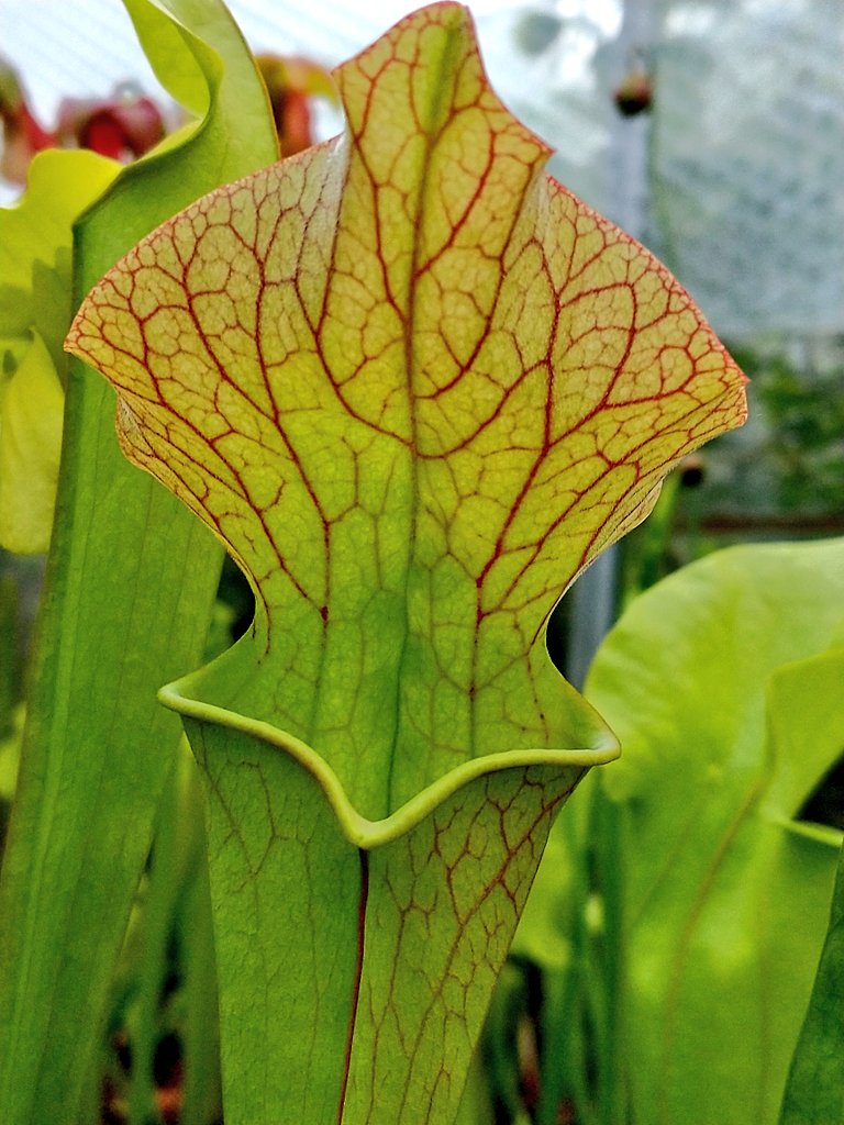 SewellLeigh's tweet image. One of my crosses starting to get some colour on the new pitchers 😊 #carnivorousplants #sarracenia #fridaymorning #macro