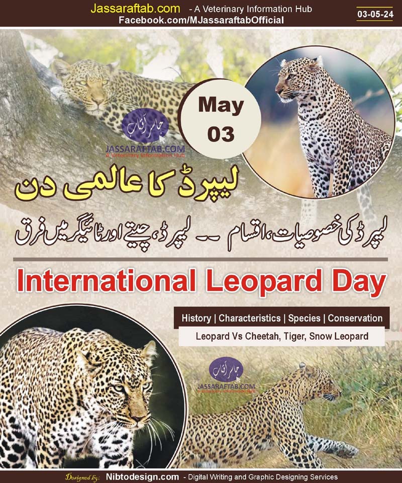 چیتے، ٹائیگر اور لیپرڈ میں فرق -- انٹرنیشنل لیپرڈ ڈے ۔۔ لیپرڈ کی خصوصیات اور اقسام
jassaraftab.com/leopard-day-an…
International Leopard Day - Leopard Characteristics, Species, Habitat and Conservation -- Leopard Vs Cheetah, Tiger and Snow Leopard

@LeopardConf  #InternationalLeopardDay