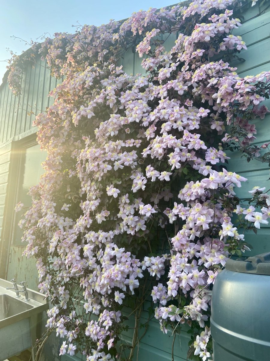 After a super-sunny day yesterday, we are back to our recent normal, teeming rain. Enjoy this gorgeous Clematis Montana and its heavenly scent from last night and have a Happy Friday Twitterpals! #ShareYourWeather #LoveNorfolk