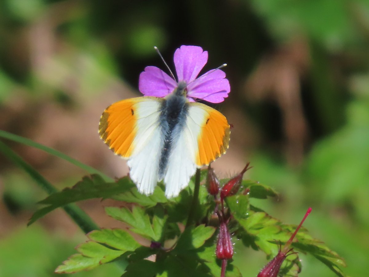 Now that the weather is warming up the Orange Tip Butterflies are back. They seem to have a liking for Red Campion and Herb Robert 😊 #FlowersOnFriday #FlowersOfTwitter #Butterflies