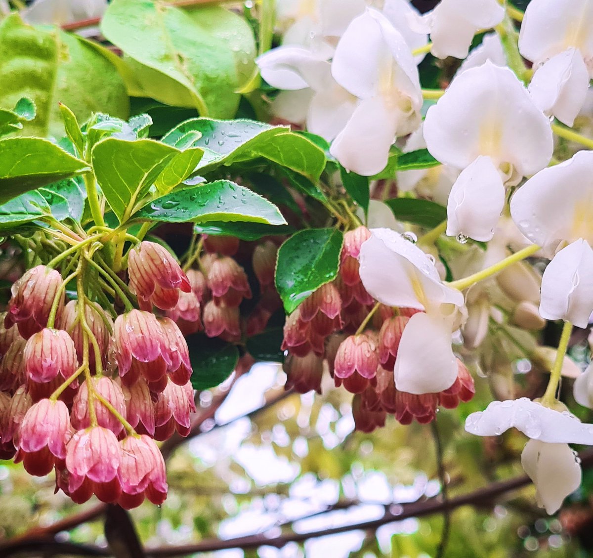 Still jolly despite the rain - an excellent combo of Enkianthus and white Wisteria. 😍