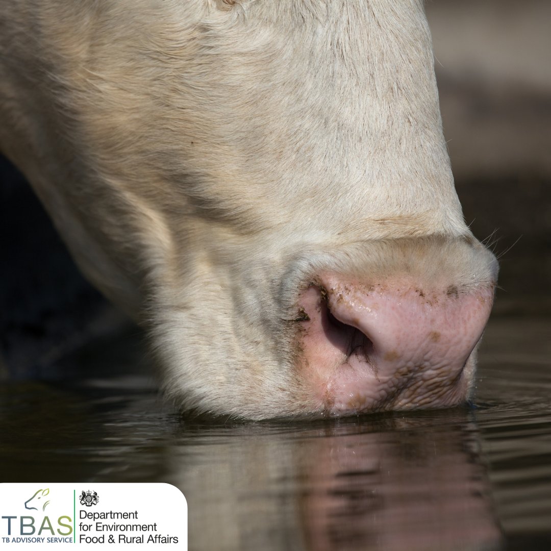 Use mains water if possible and prevent access of badgers to water troughs. Non-mains water sources may be potentially contaminated by infected livestock or badgers, if these are present in the area. #bTBtransmission #water #troughs #bTB #TBFree