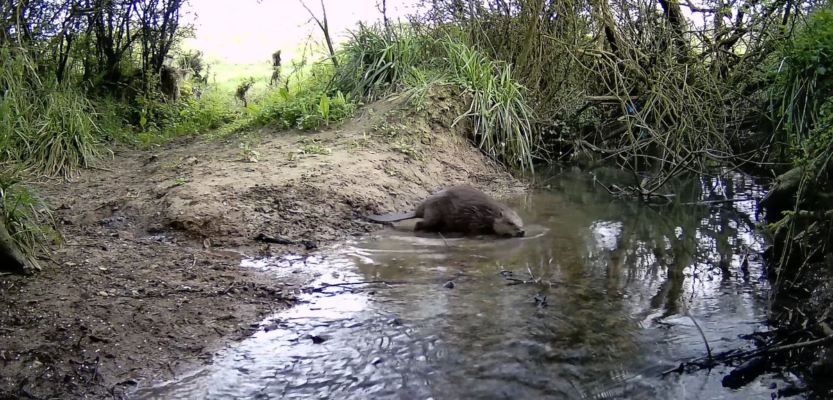 In Heal Highs this month, AMAZING news about WILD beavers turning up. Not a subscriber? Take a look at the latest edition here ow.ly/x0Bq50Rvr42 or sign up: ow.ly/fWUS50Rvr43. #HealRewilding #HealSomerset #HealHighs #Rewilding #Wildlife #Nature #Climate #Wellbeing