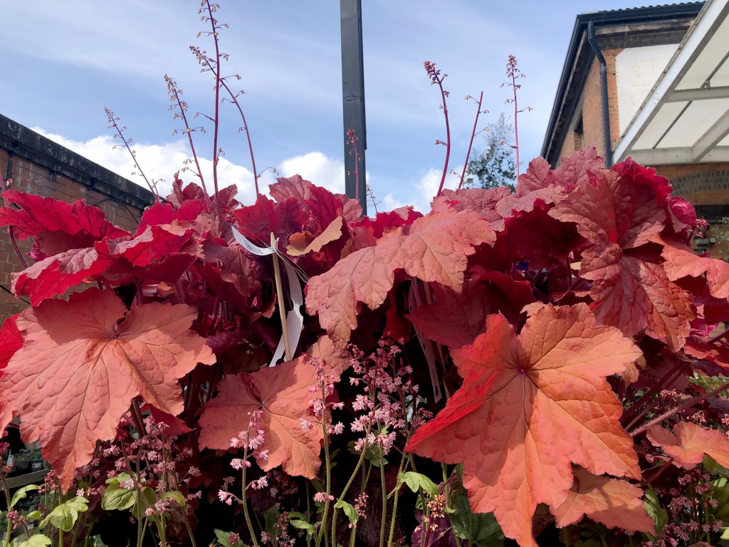 Stunning range of #heuchera including the pictured ‘bloody dinosaur’ – so many colours to choose from
#gardencentre #since1983 #socialenterprise #camdentown #northlondongardeners #gardenlovers #house_plant_community #trainingandemploymentopportunities