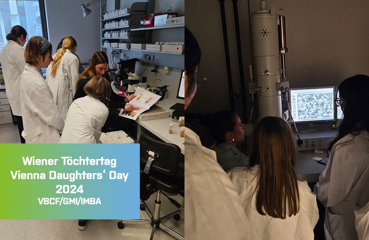 On #wienertöchtertag/Vienna Daughters' Day we welcomed a curious, bright & engaged group of girls on Campus. Researchers & scientists from Gregor Mendel Institute, Institute of Molecular Biotechnology and Vienna BioCenter Core Facilities (VBCF) GmbH offered a full day of science