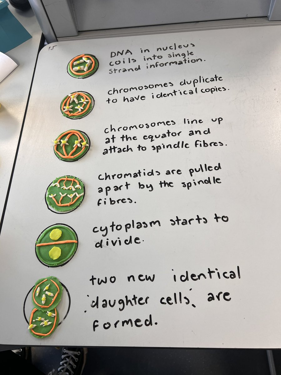 A busy week for S3 Biology practising some revision techniques on #mitosis. Great use of desk write on, Play doh, stop motion and foldables! #LearningTogether