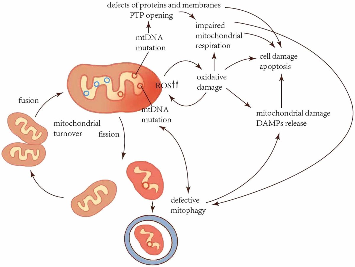Effects of mitochondrial dysfunction on cellular function: Role in atherosclerosis sciencedirect.com/science/articl…