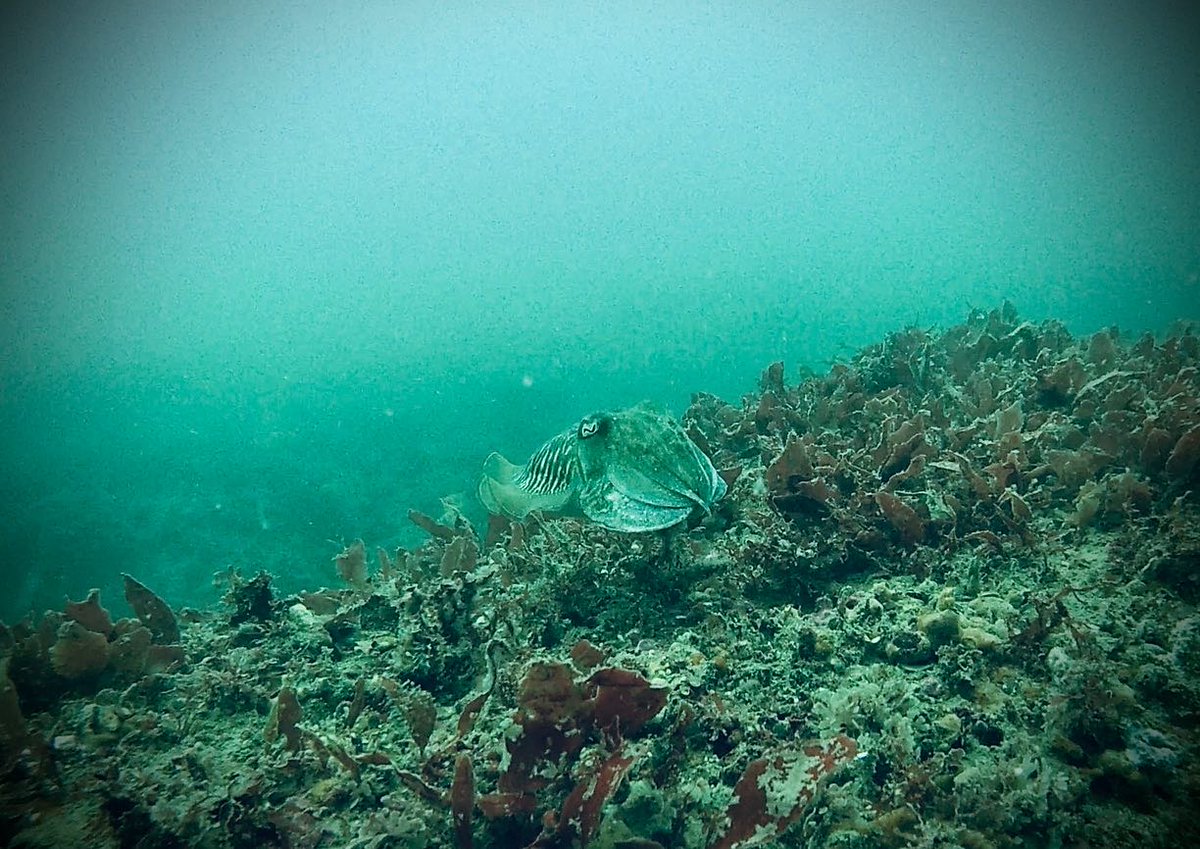 cuttle_cons's tweet image. We need your help! We're building up a picture of cuttlefish distribution around the UK (focusing on the South West), and you can contribute to this by submitting your sightings to ##ProjectSEPIA via the link in our bio!
📸 Lindsey Scott