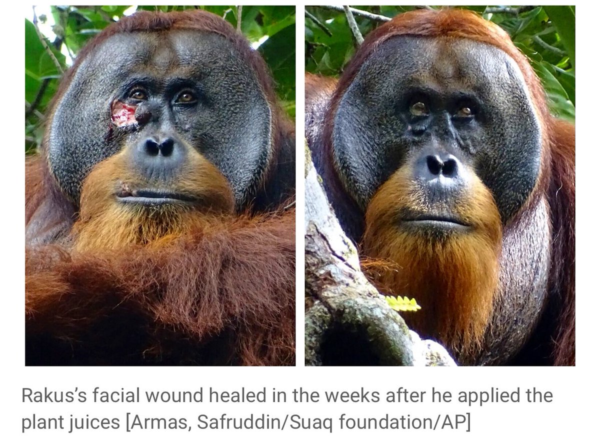 A wild male Sumatran orangutan has been observed treating a wound on his own face with a medicinal plant that grows in the tropical peat swamp forests of Sumatra, an orangutan's habitat. The wound completely disappeared a few weeks later. aljazeera.com/news/2024/5/3/…