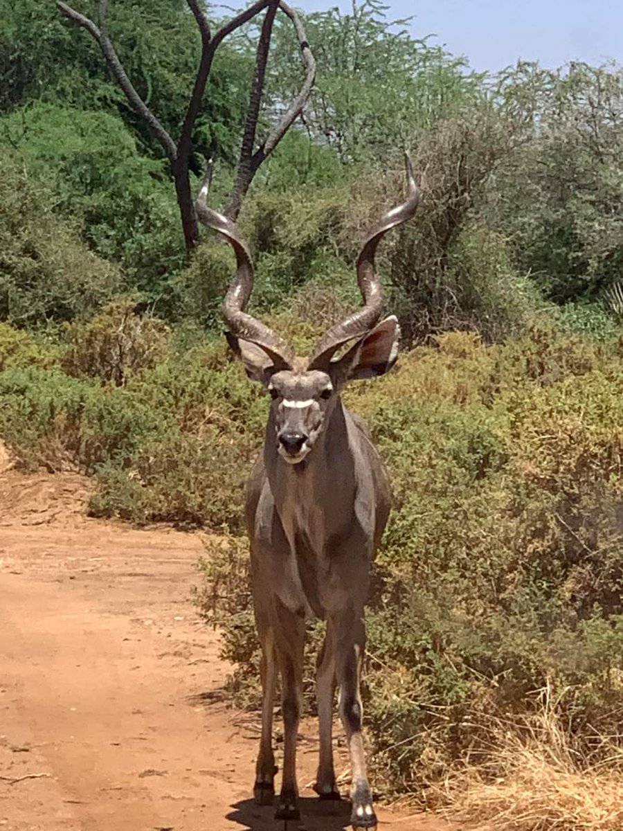 Did u know greater kudu are highly selective in their feeding habits, often choosing only the most nutritious and tender foliage available? This selective feeding behavior allows them to thrive in environments whereFood resources may be limited.
#ExploreSamburu
#HiddenGemsOfKenya