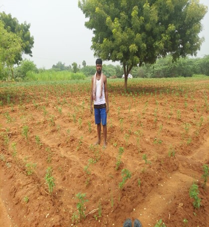 Horticulture Department, Chillies demonstration, Panjapattai village, Veerappan farmer,  Krishnarayapuram Block, Punjar Subbasin, 
Karur dt.
Dr.C.Vidhyasagar, 
Horticulture Specialist, 
MDPU.