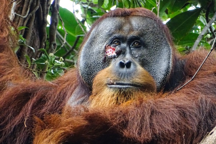 In a world first, scientists have observed an orangutan using a medicinal plant to treat his own wound. It happened in Indonesia, after an orangutan named Rakus chewed plant leaves, applied the paste to his wound, then used leaves to bandage it. The wound healed in 7 days.
