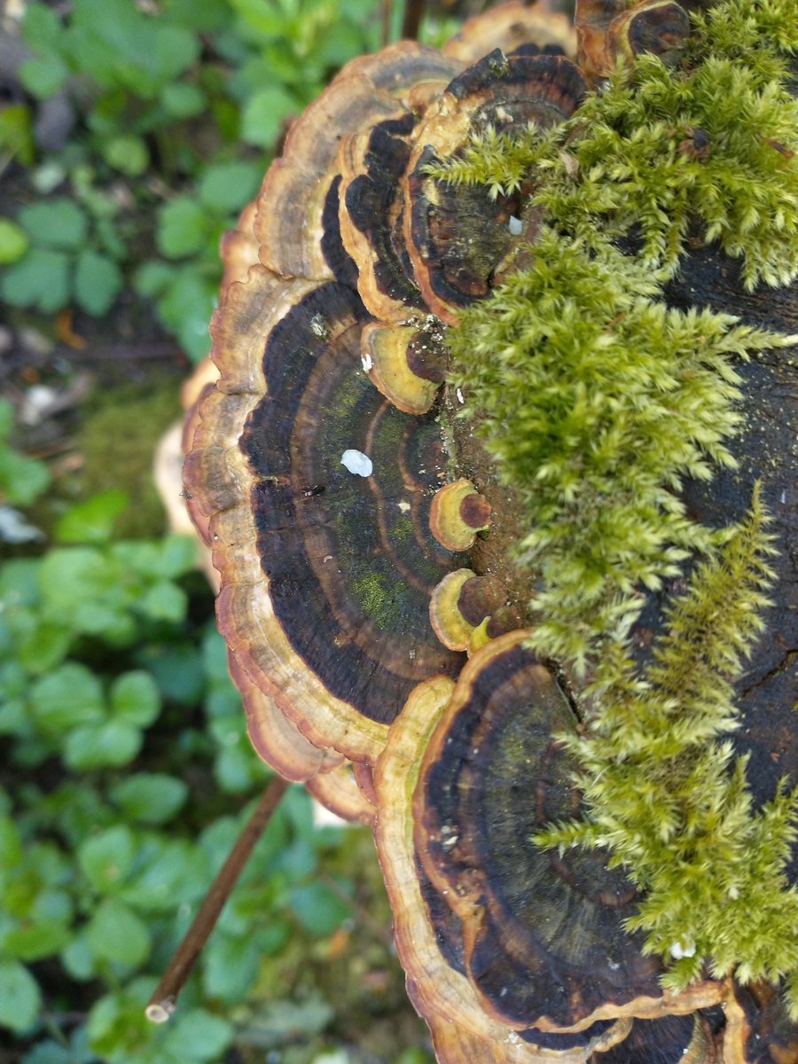 A few turkeytails for #fungifriday 😊 #fungi #mushroomhunting #mushrooms #macro #thephotohour