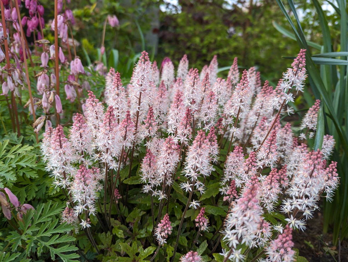 This Tiarella 'Raspberry Sundae' is looking gorgeous at the moment 😍 So fluffy! Great for a shady or semi-shady spot. @plantagogo