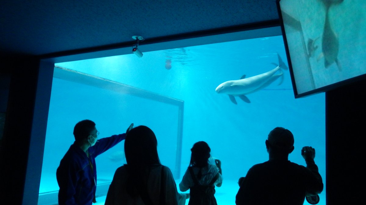 miyajima_aqua's tweet photo. 今日は誰かの誕生日♪
本日5/3は、スナメリ・ミハルの2歳の誕生日です。
誕生日を記念して、水槽前で職員による特別解説を行いました。
ミハル君、元気に育ってね！
#宮島水族館 #スナメリ #ミハル #誕生日 https://t.co/b7DQjwNt4J