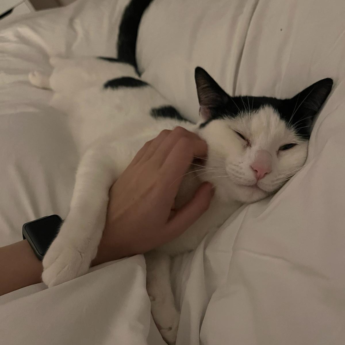 Want some happy news to end the week? 😺 Timothée Chalameow was recently rehomed from our London centre, and we've received an update to say he settled in really quickly and is loving his new home and family! We're so happy for you, Timothée. 😻