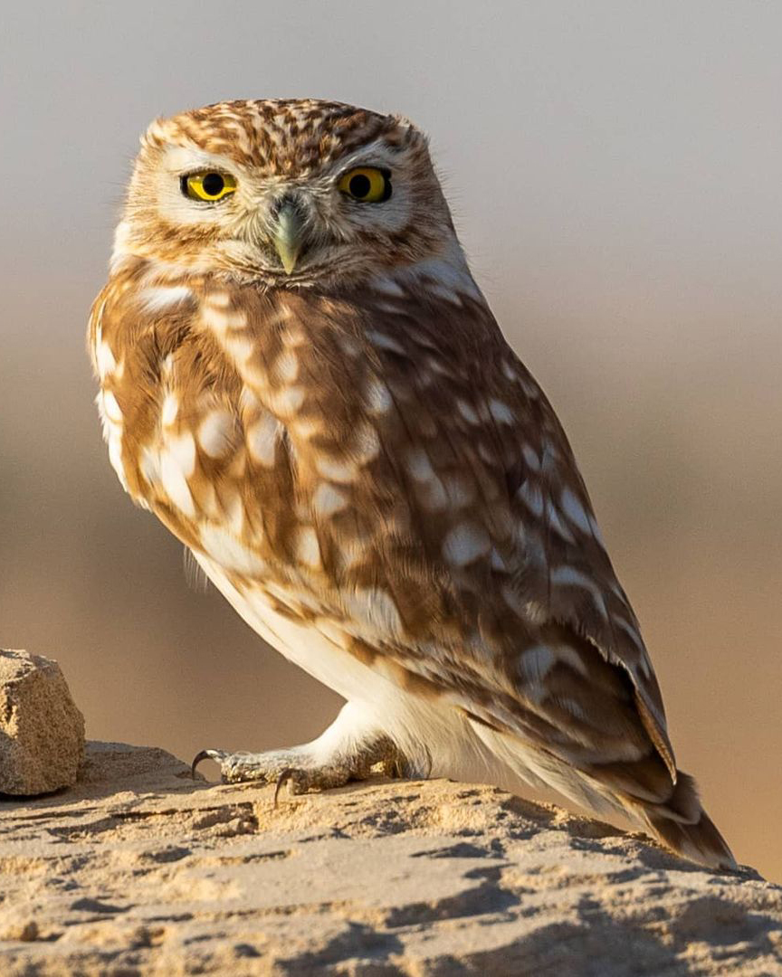 What's this cool dude thinking about? 🦉 📸 IG/rossblakephotography #VisitDubai