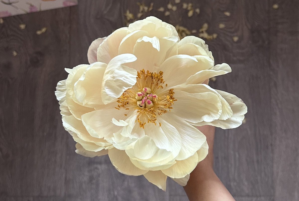 a peonia in full bloom.