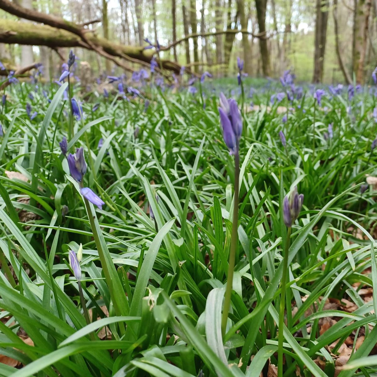 Gatwick Greenspace's Wildlife Watch Group spent the morning last week litter picking and hunting for Bluebells. We found both! Help protect Wildlife, remember to bin your litter or take it home!
#Crawley
photos © Tamara Jewell