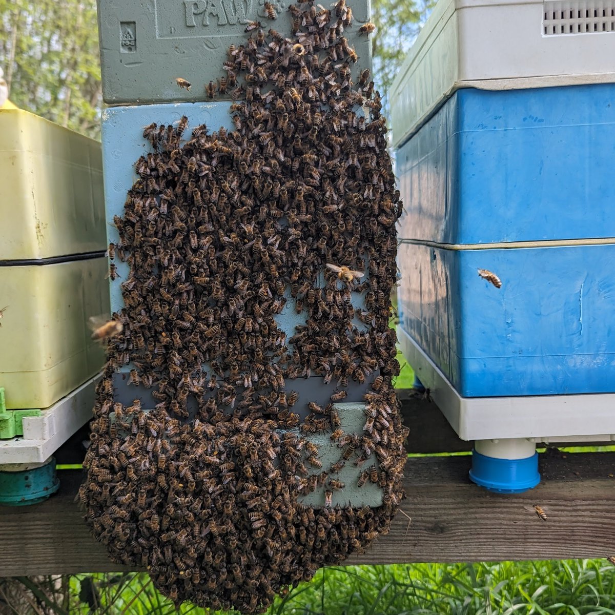 Not a swarm, just hot bees!
#NorfolkHoneyCo
#StewartSpinks
#BeekeepingForAll
#Beekeeping
#Honeybees
#BeeFarmer