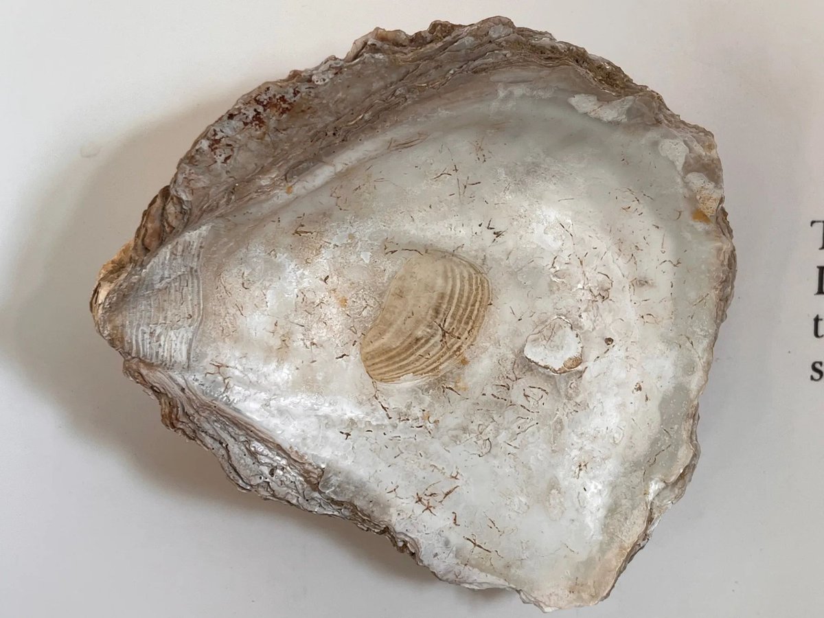 Did you know that the analysis of parasitic, shell-boring worms in #oyster shells could reveal possible internal #RomanBritain trade links! 

For example, #Silchester ate from the south coast, #Leicester had them from the Kent-north Essex coast.   

#FoodFriday #Archaeology