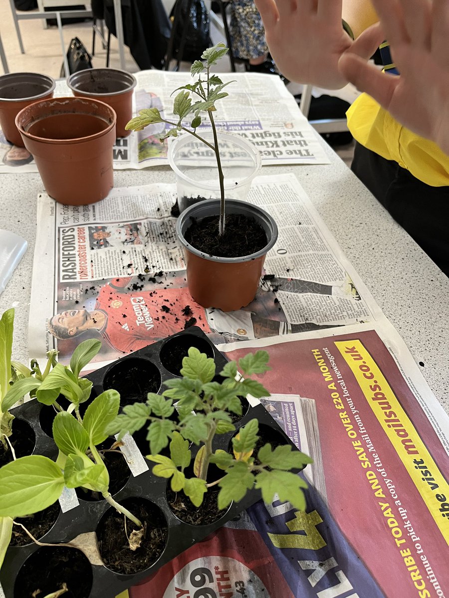 Green fingers! Time for 7ASLT science to repot their seedlings!