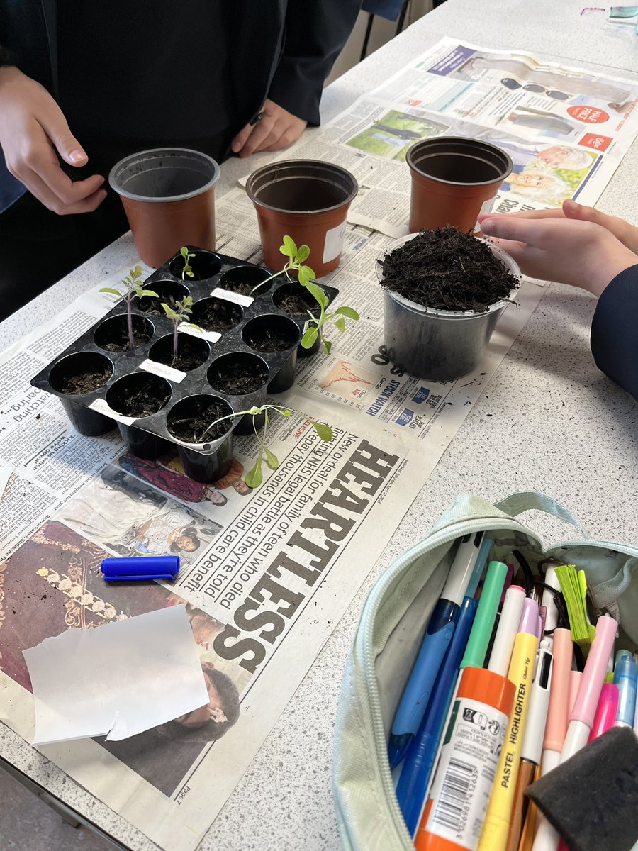 misslambert1981's tweet photo. Green fingers! Time for 7ASLT science to repot their seedlings! https://t.co/xdMSdXocIC