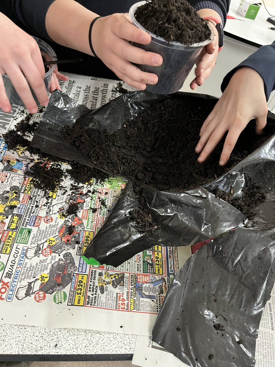 misslambert1981's tweet photo. Green fingers! Time for 7ASLT science to repot their seedlings! https://t.co/xdMSdXocIC