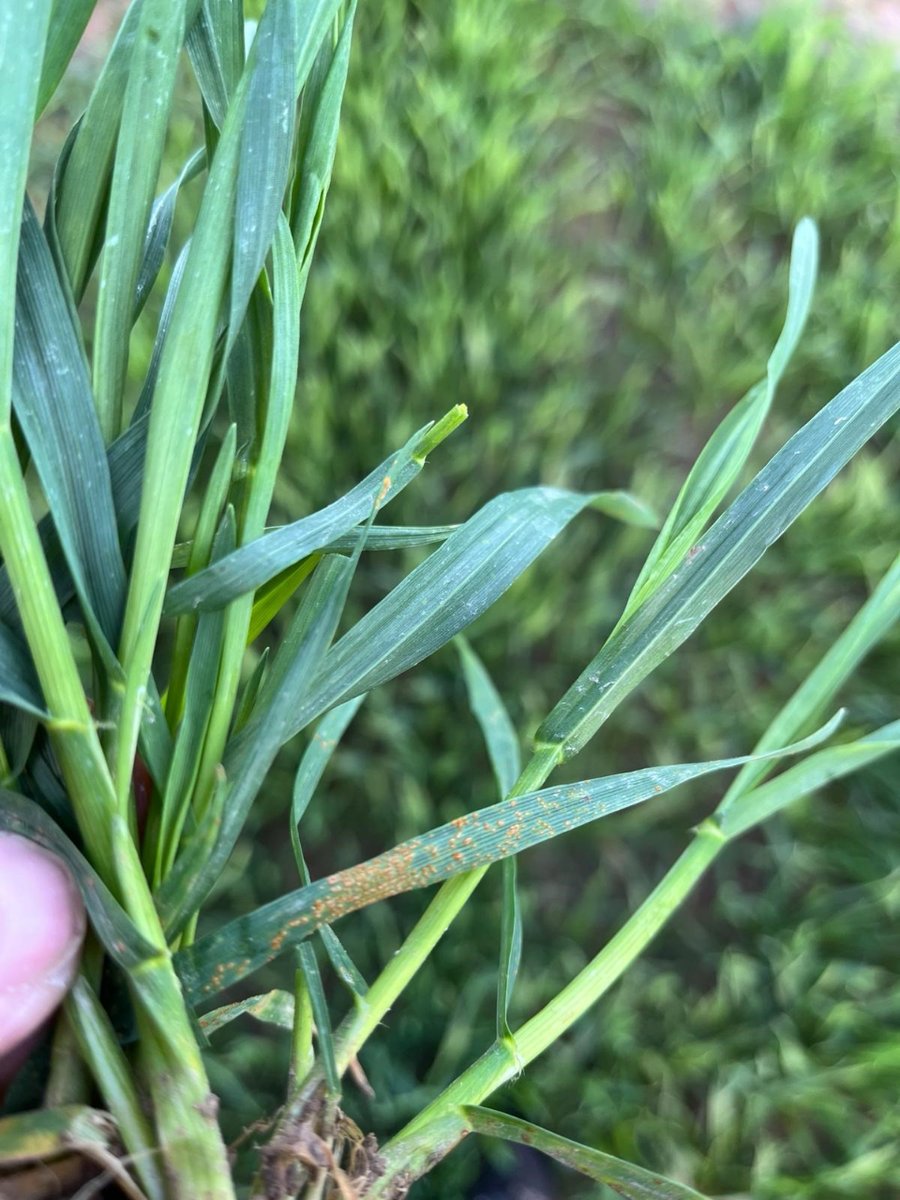 Our ADAMA Development Europe Team report the early occurrence of Brown Leaf Rust in winter wheat crops across central Europe.🌱 Thanks to our colleagues for this valuable insight & for this image of infected wheat taken at fields in the Frankfurt area of Germany. #PhotoFriday 📷