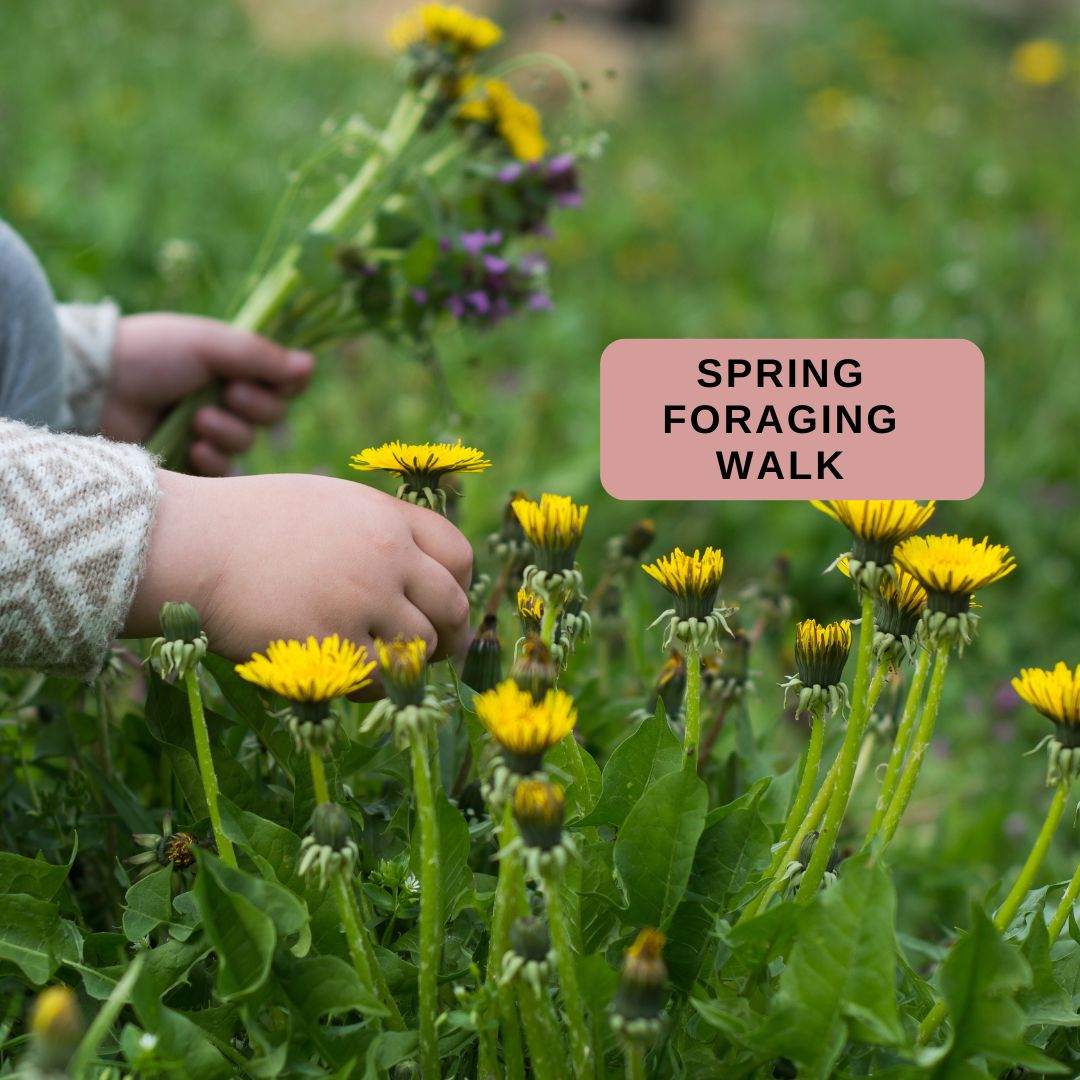 cbhallgardens's tweet photo. Spring Foraging May 8th

Beginner friendly guided walk all about foraging, discover what kinds wild food grows in Lady Brads Parkland during Spring

Tickets 
https://t.co/3Cf8Mdva0P
Delivered in partnership with the Arconic Foundation
#spring #springforaging #foraging https://t.co/s47y3dl3jK