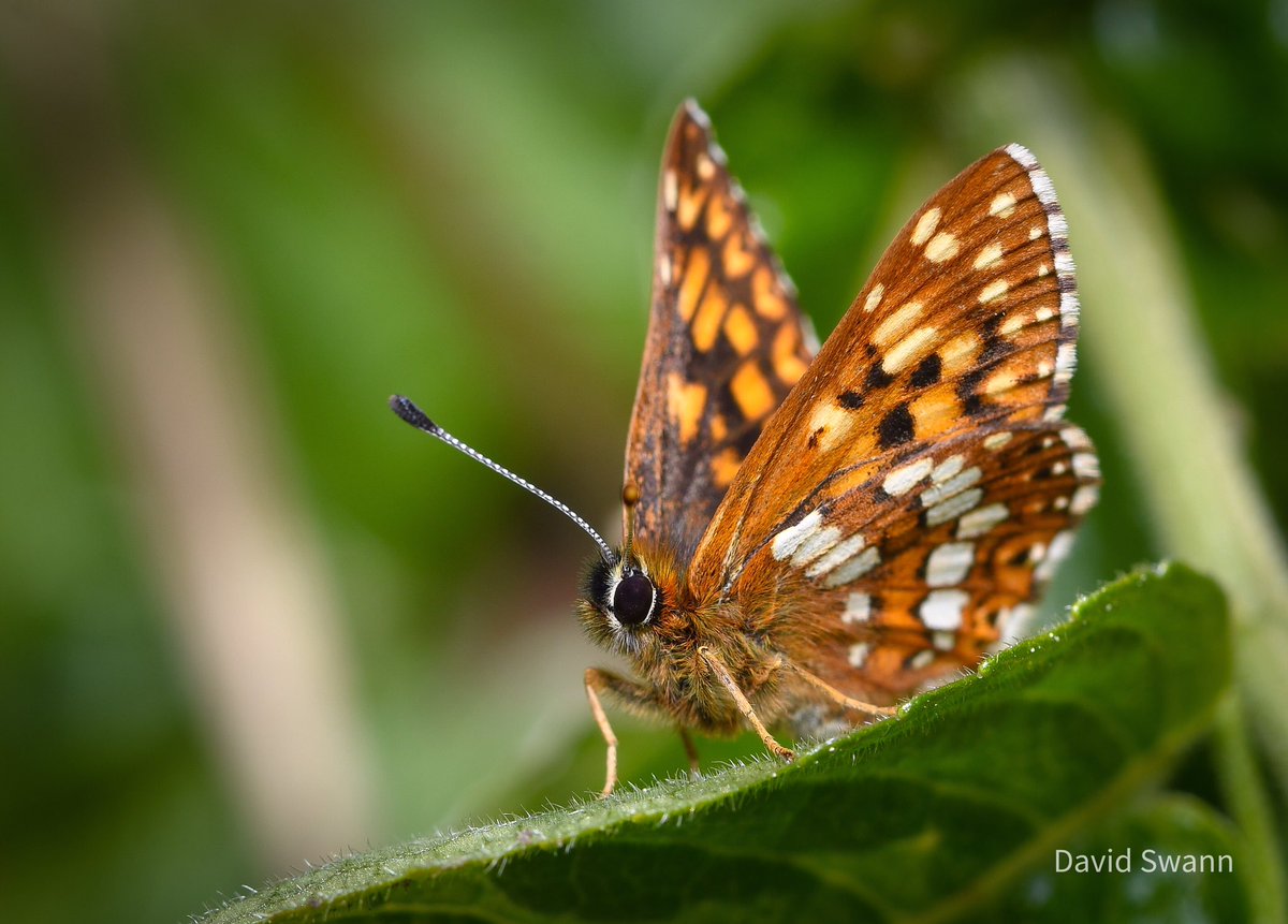 Duke of Burgundy, Pickering Woods yesterday. @Natures_Voice @NorthYorkMoors @YorksWildlife @WoodlandTrust @MacroHour @ThePhotoHour @savebutterflies @BC_Yorkshire @gazetteherald @yorkshirepost @The_Dalesman @IoloWilliams2