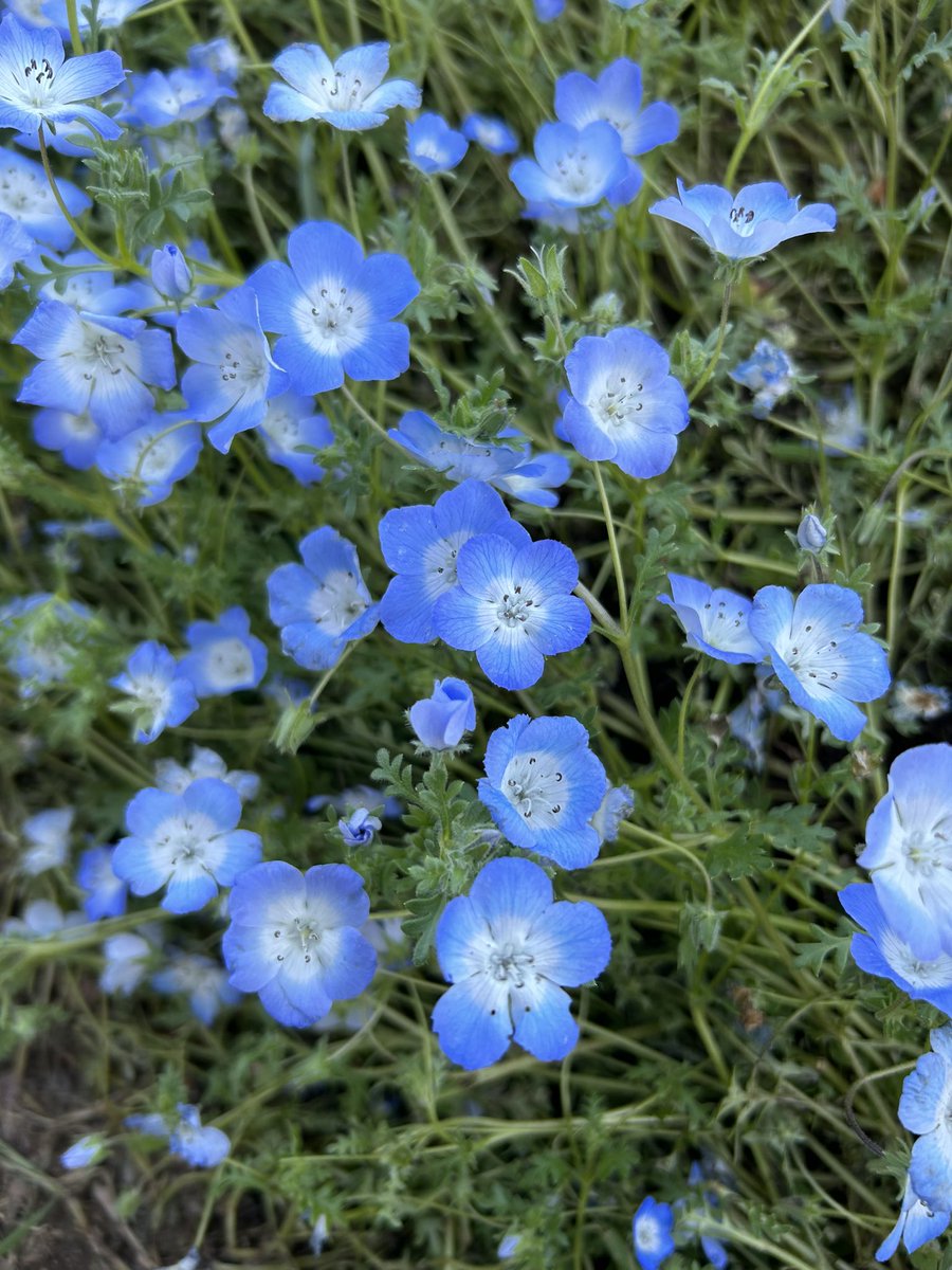 own_haato's tweet photo. ネモフィラ見てきた
花言葉にどこでも成功、
　　　　清々しい心などがあるらしい
綺麗な花見るの好き
#花　#ネモフィラ https://t.co/MxLyXRKSSf