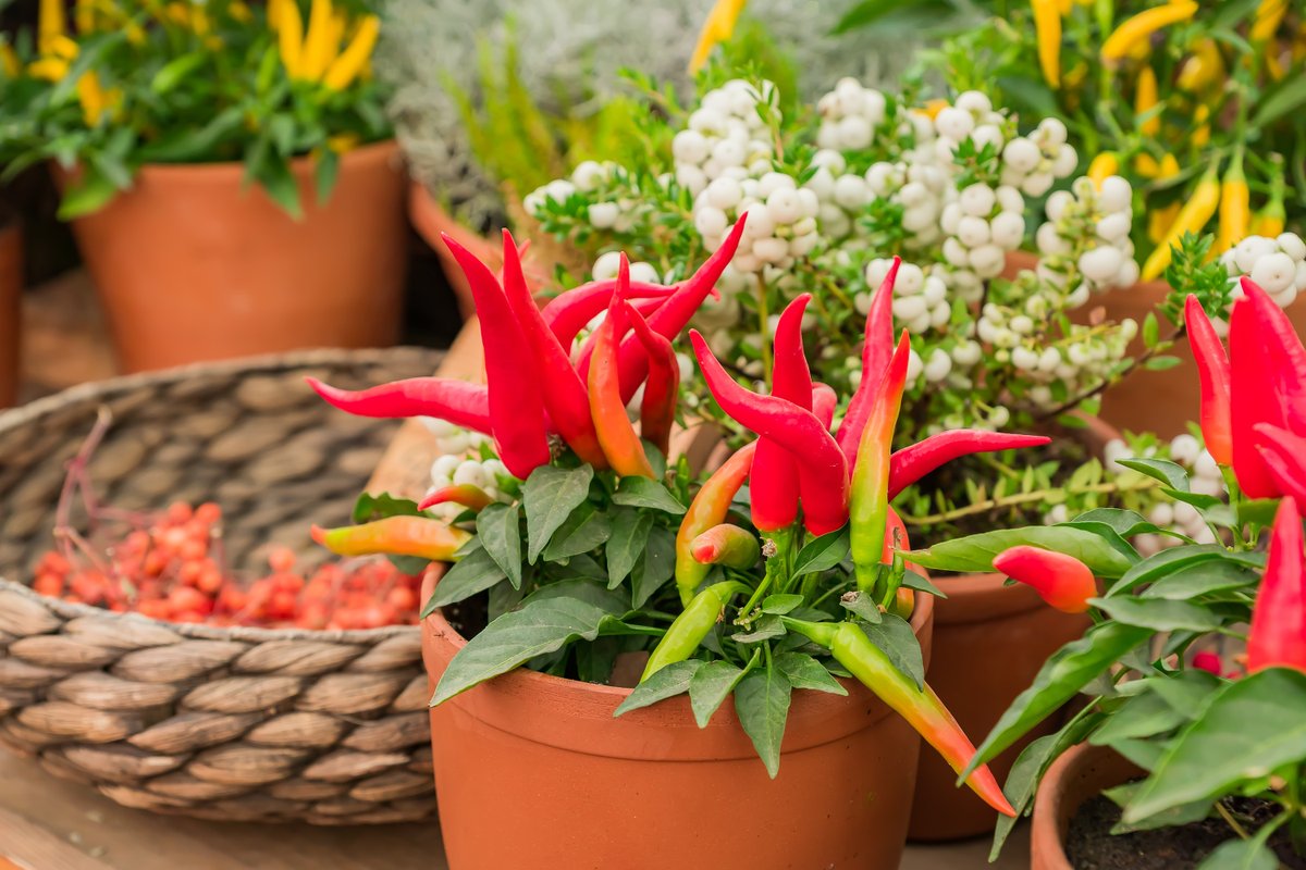 'Unlock the Secrets of Indoor Crop Magic for Festive Feasts! Discover the Joy of Growing Edible Delights Indoors. 🌱🎉
(ecoindoorgardening.com/edible-gardeni…)
.
.
#IndoorGardening #EdibleCrops #GreenThumb #UrbanGardening #PlantLover #plantlife #greenthumb #organicgardening #plantcare'