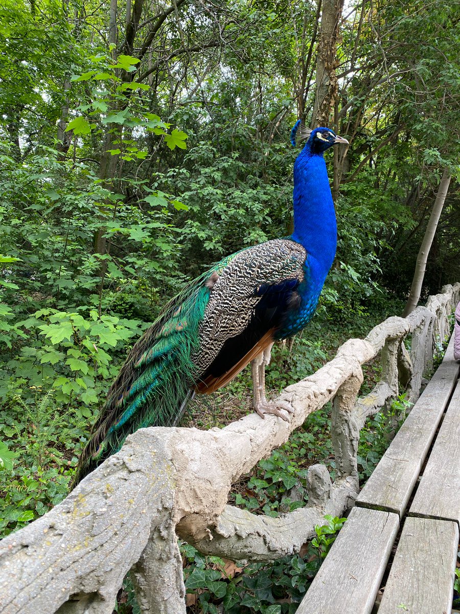 🦚 #Valladolid es uno de los pocos lugares de España en los que puedes ver pavos reales en libertad. Estos majestuosos animales habitan, junto a ardillas, cisnes y más de 30 especies de aves más, en el parque del Campo Grande desde hace más de 90 años 🥰