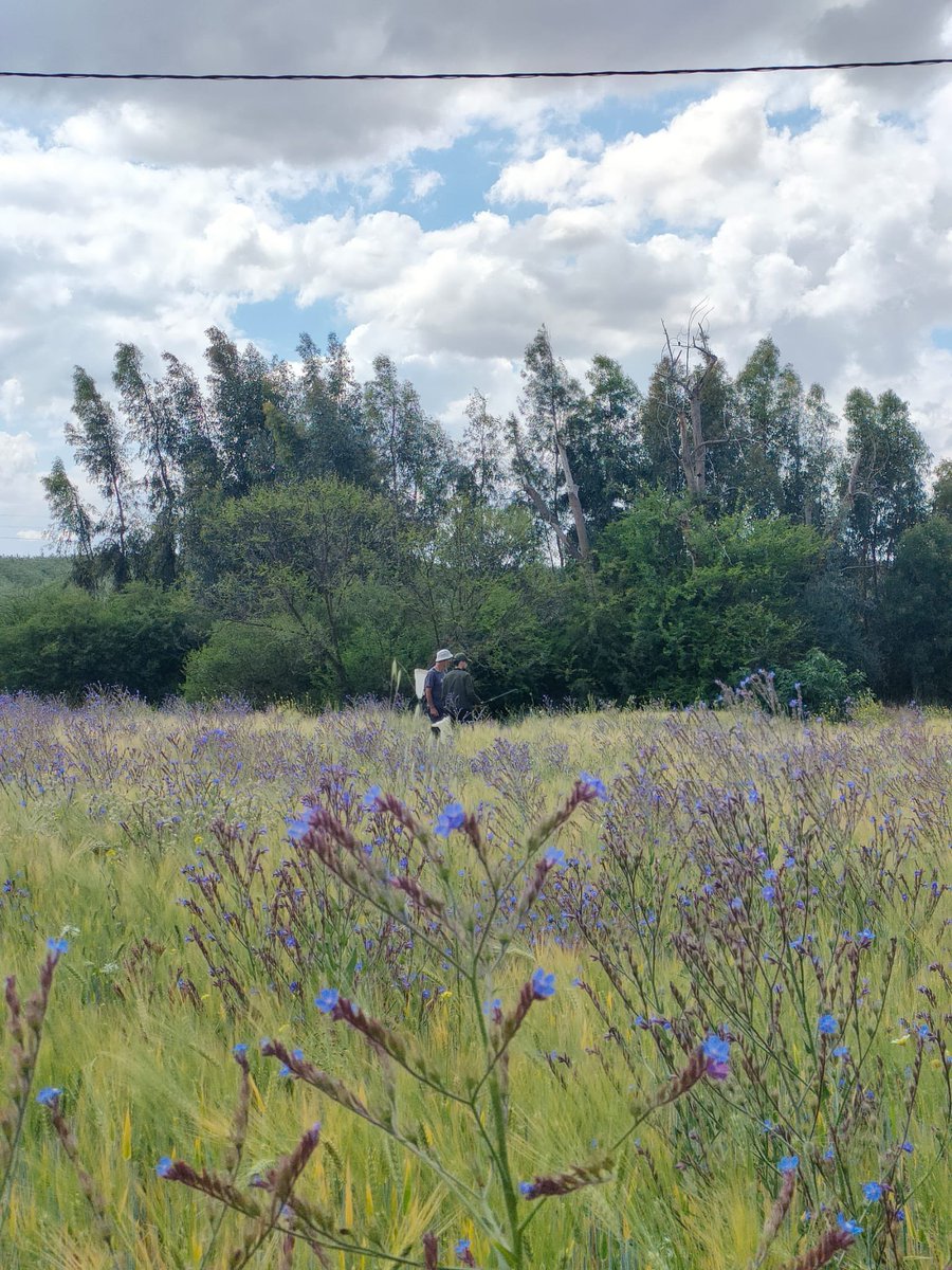 L’explosió de flors i cards de la península Tangitana és clau en la migració de la Vanessa cardui aquestes dates. Els temporals porten migradores i ara seràn bons dies per aquesta espècie. Estigueu atents! Continuem fent campanyes en colaboracio amb la Universitat de Tetuan