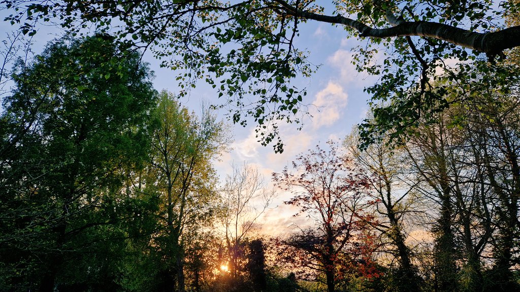 Hooray!! First #bat survey of the season last night after a very gloomy, wet and windy few days. The Sun even briefly said hello (between the trees) before setting! 💚 #nature #weather #Stormhour #FridayFeeling