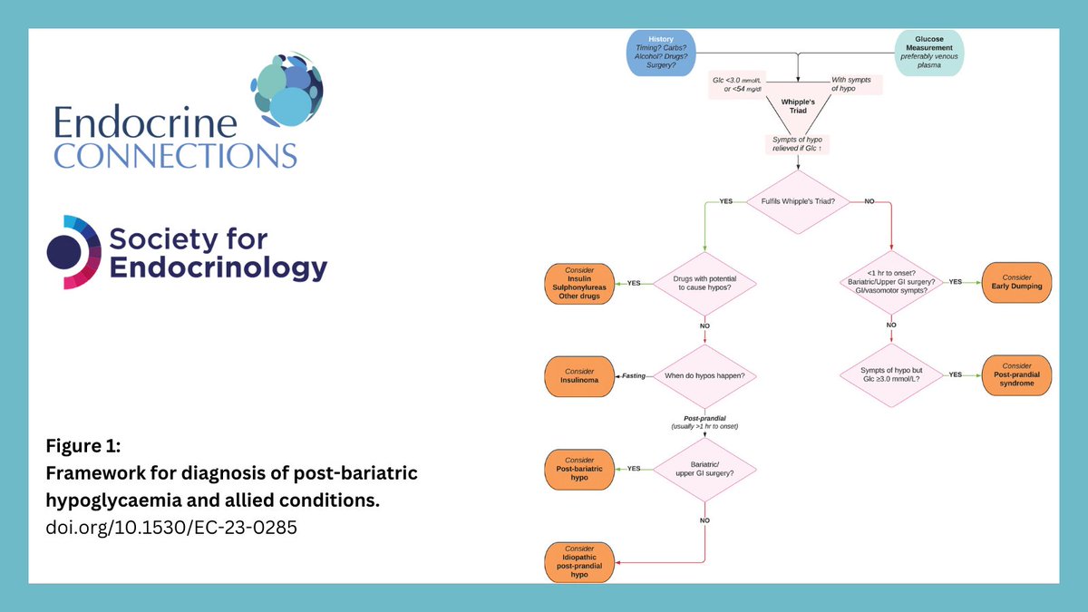 Endocrine Connections tweet media